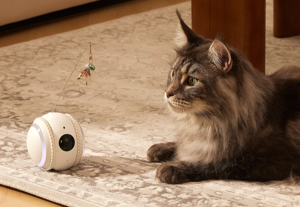 pet camera for dogs